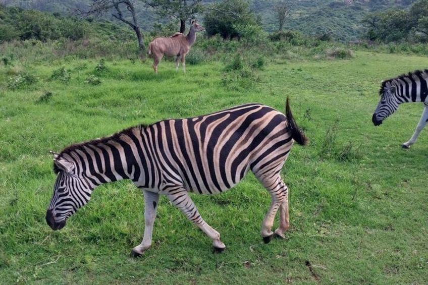 Zebras grazing in a grassy field with a gazelle in the background. 5