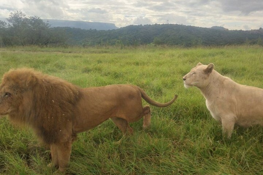 A lion and a lioness in a grassy field with a hilly landscape in the background. 4