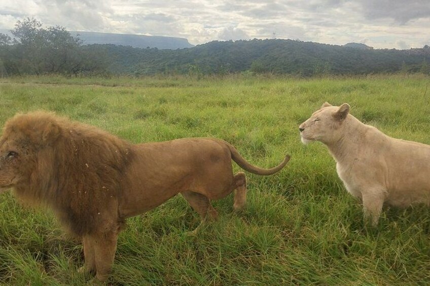 7 Days Garden Route Private Tour - Durban To Cape Town 4