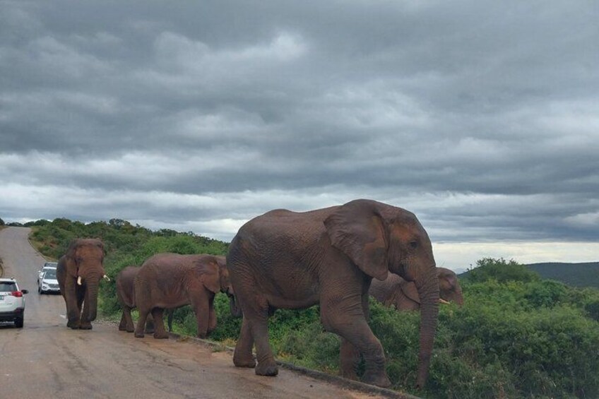 Elephants on a road with cars. 1