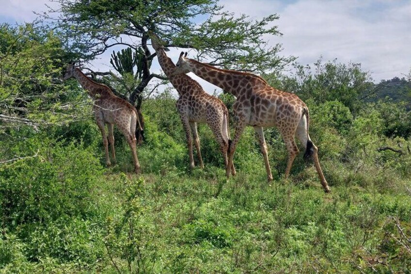 Four giraffes in a grassy savanna with trees. 3