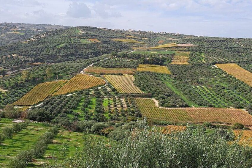 Terraced olive groves on a hillside. 1
