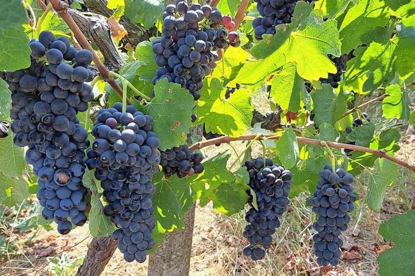 Clusters of dark purple grapes on vine branches. 5