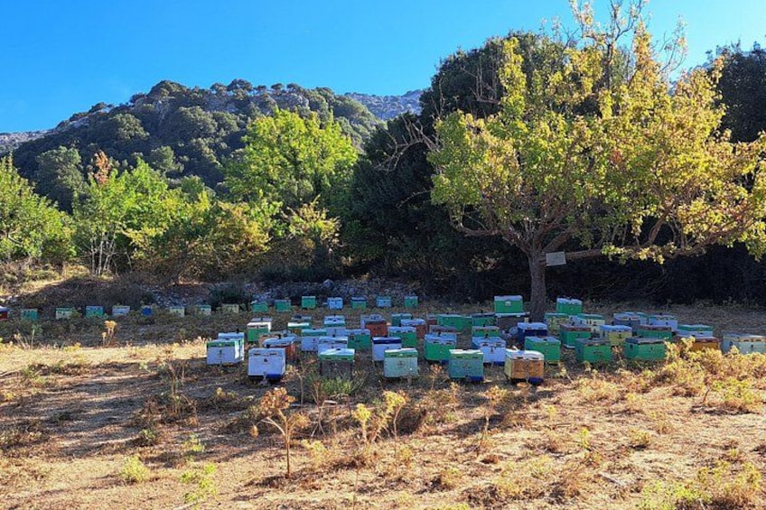 A field with numerous beehives and a tree in the background. 3
