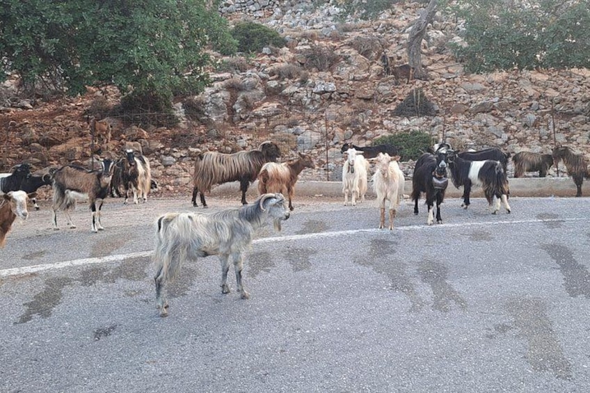 A herd of goats on a road with a rocky hillside in the background. 2