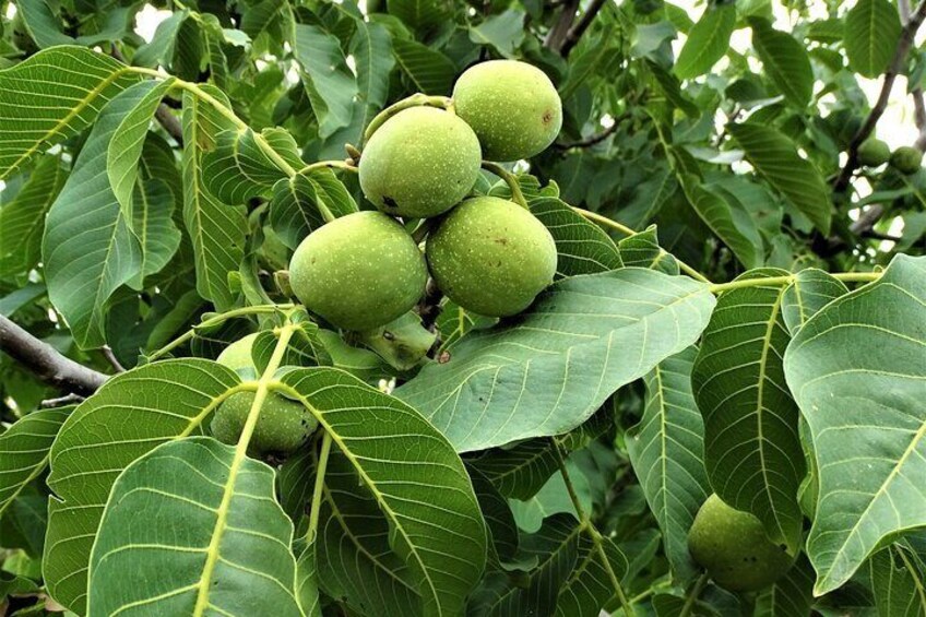 Un árbol con racimos de frutos verdes y hojas grandes. 2
