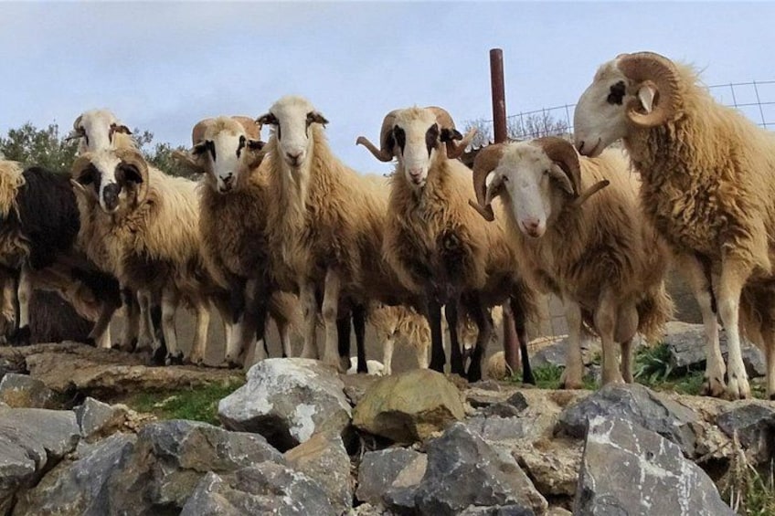 A group of sheep standing on rocky terrain. 5