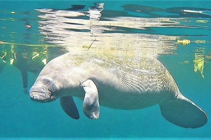 A manatee swimming in clear blue water. 4