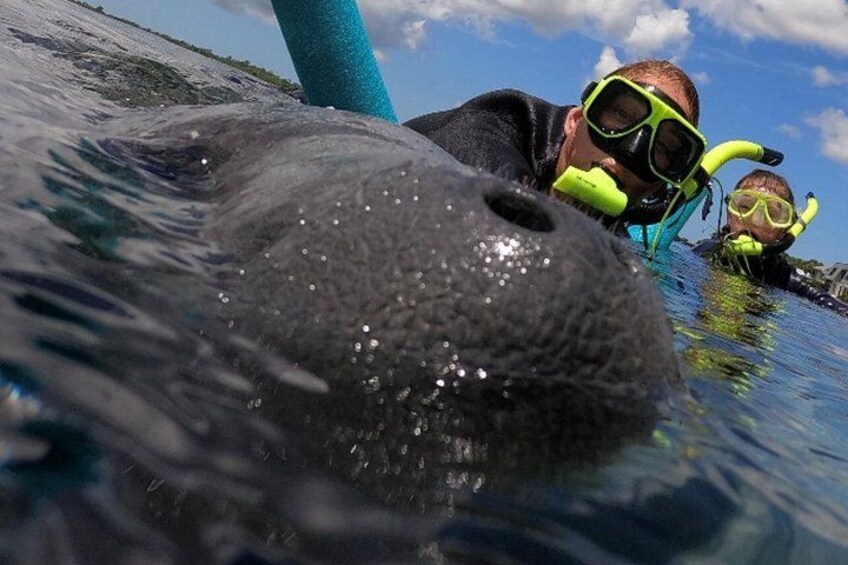A close-up of a sea lion's head with a diver in the background. 1