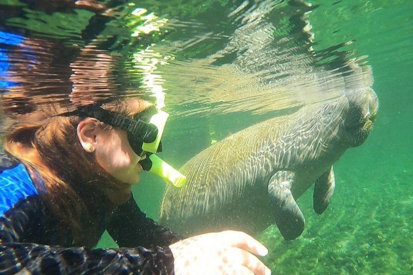 A person snorkeling with a manatee. 3