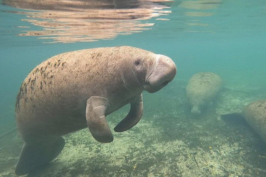 A manatee swimming underwater. 5