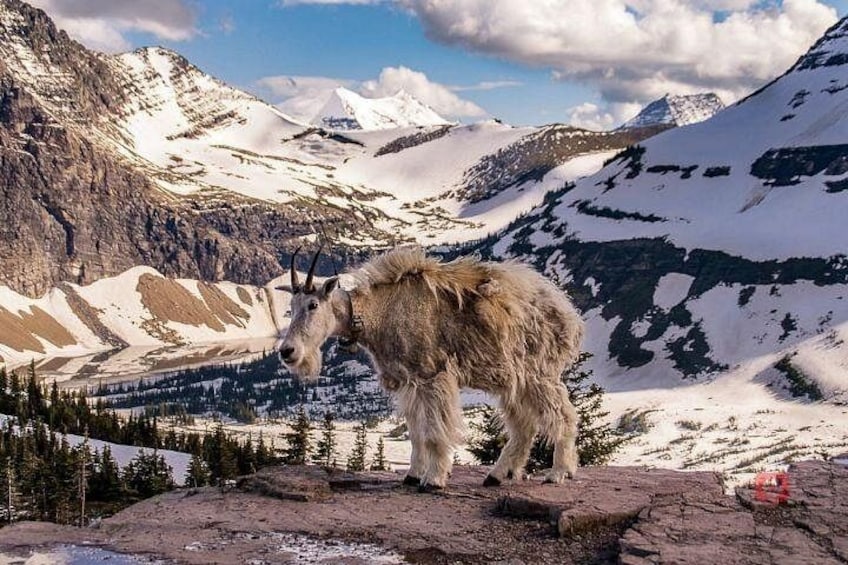 Self-Guided Audio Driving Tour in Glacier National Park 5