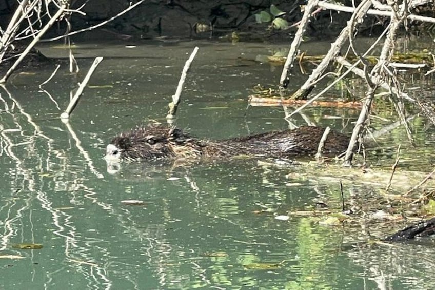 A beaver swimming in a pond surrounded by branches. 2