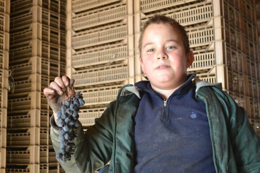 Une personne tenant une grappe de raisins devant une grande structure ressemblant à une grille. 5