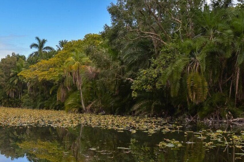 Fort Lauderdale Bonnet House Ground and Guided Paddle Board Kayak