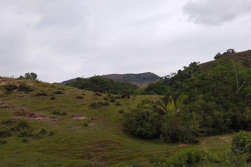 Un paysage vallonné, avec des zones herbeuses et des arbres dispersés. 3