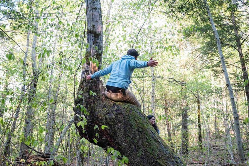 A person climbing a large tree in a forest. 5