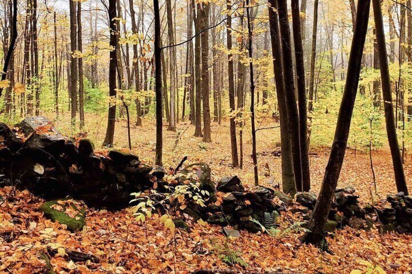 Mindful Forest Escape: Rebalance, reflect and connect 5