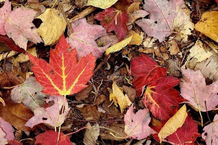 Mindful Forest Escape: Rebalance, reflect and connect 4