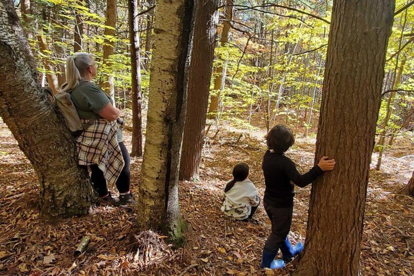A forest with people interacting with trees. 2