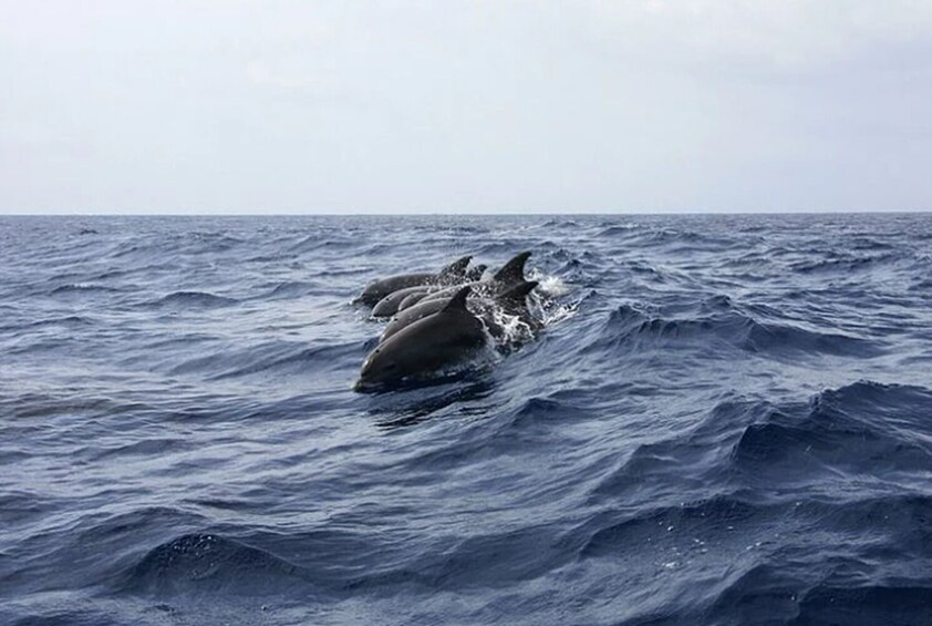 Key West: Dolphin Watching Cruise & Snorkeling with Unlimited Beer & Soda 5
