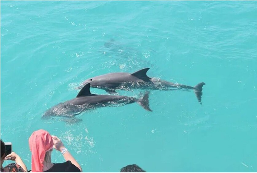 Key West: Dolphin Watching Cruise & Snorkeling with Unlimited Beer & Soda 1
