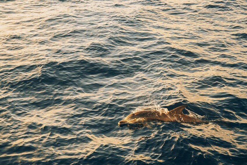 2hrs Dolphins Sunset Sailing Cruise With Drink 2