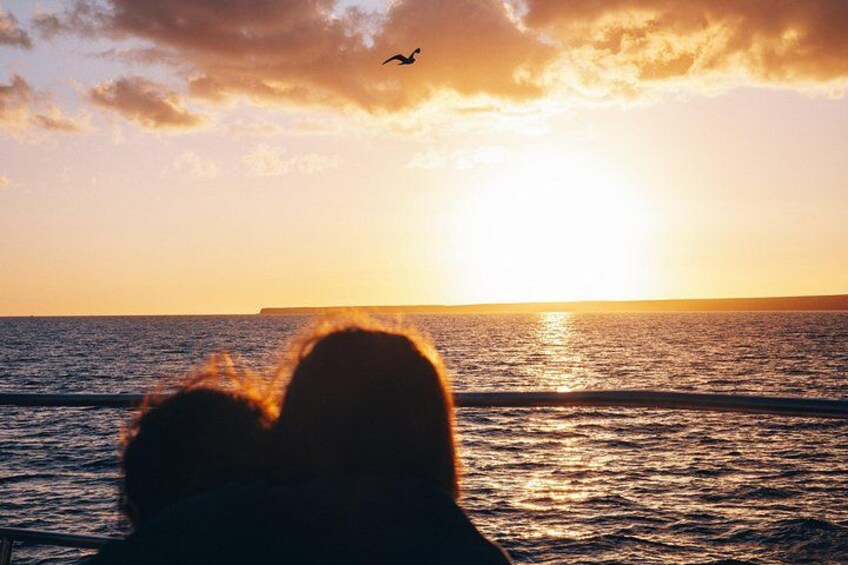 2hrs Dolphins Sunset Sailing Cruise With Drink 3