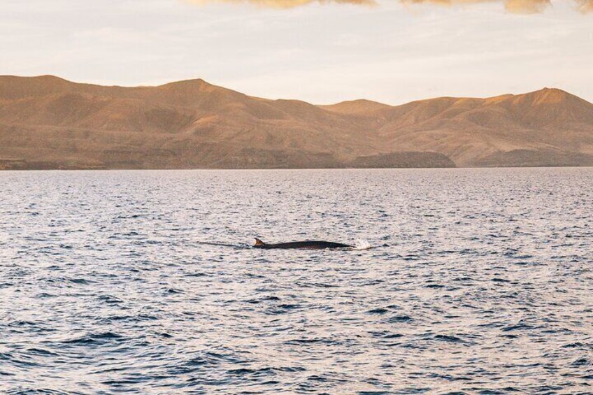 En hval svømmer i havet med bjerge i baggrunden. 5