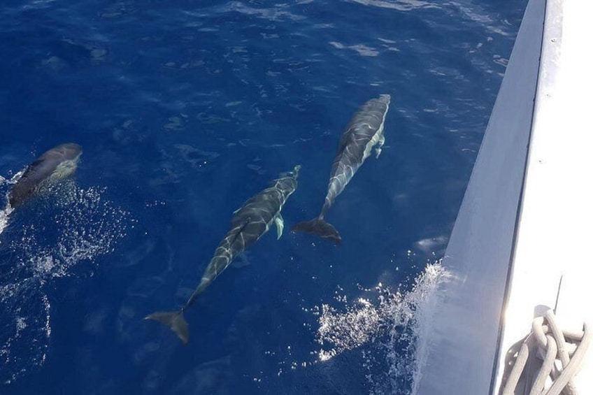Dolphins 2