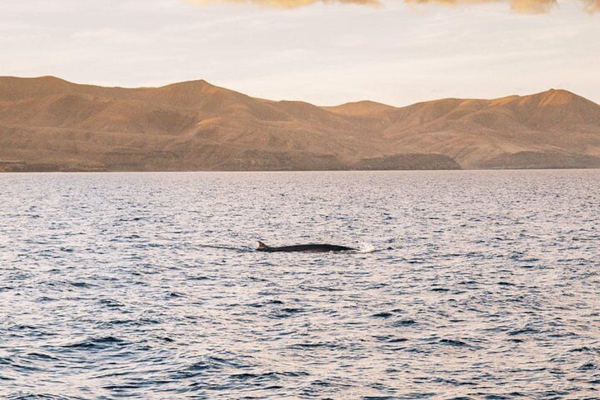 2hrs Dolphins Sunset Sailing Cruise With Drink 5