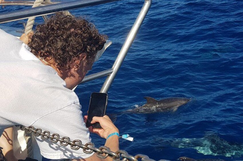 Half-Day Cruise Tour-Dolphin and Whale Watching 4
