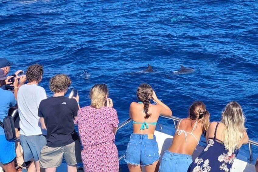 Half-Day Cruise Tour-Dolphin and Whale Watching 5