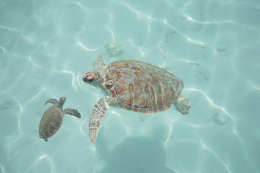 Pink Sand Beach and Swimming Pigs Adventure from Nassau 2