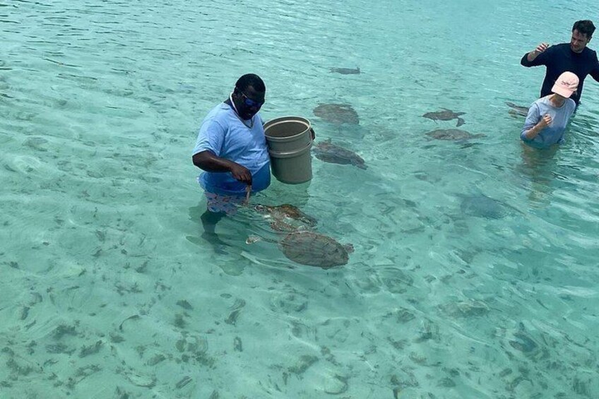 Shallow cove where you can feed, and touch wild sea turtles as they swim around. 5