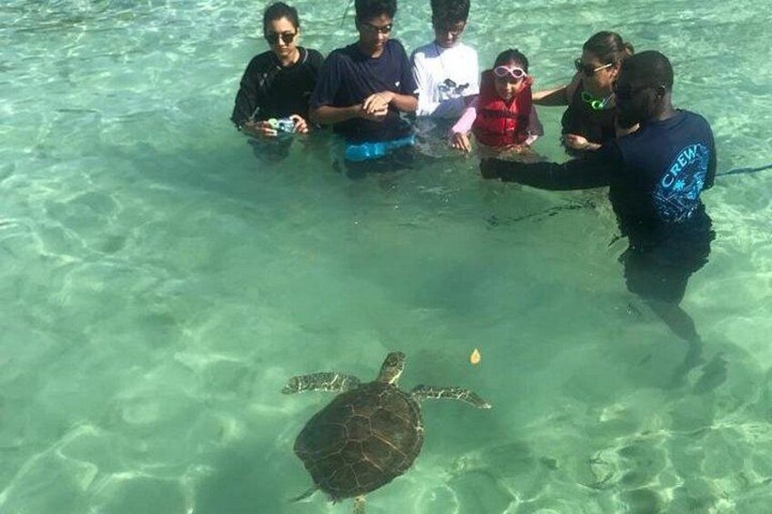 Shallow cove where you can feed, and touch wild sea turtles as they swim around. 5