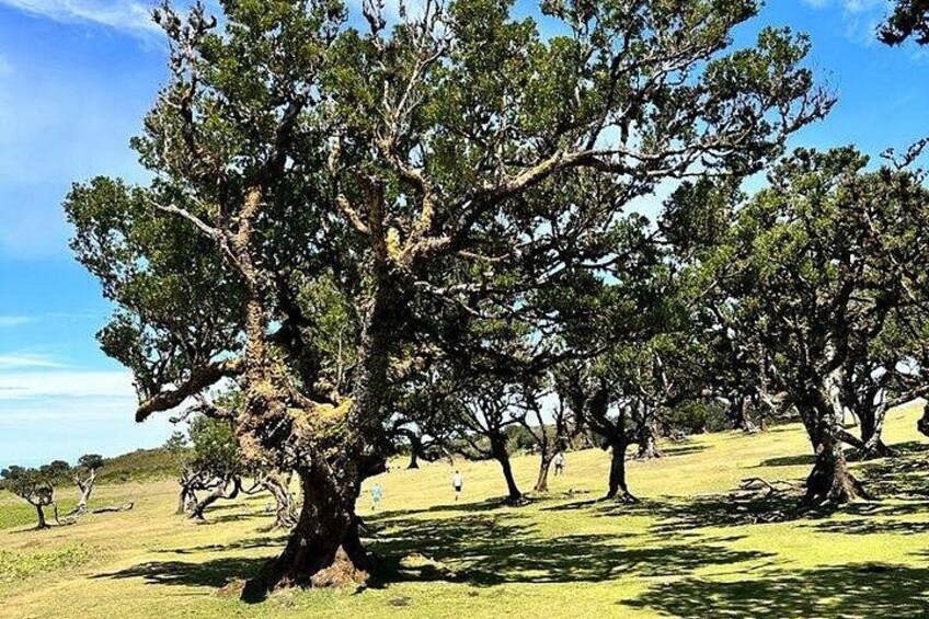 A grove of large trees with a grassy field in the background. 2