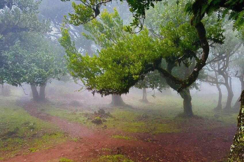A forest with trees and a foggy atmosphere. 3
