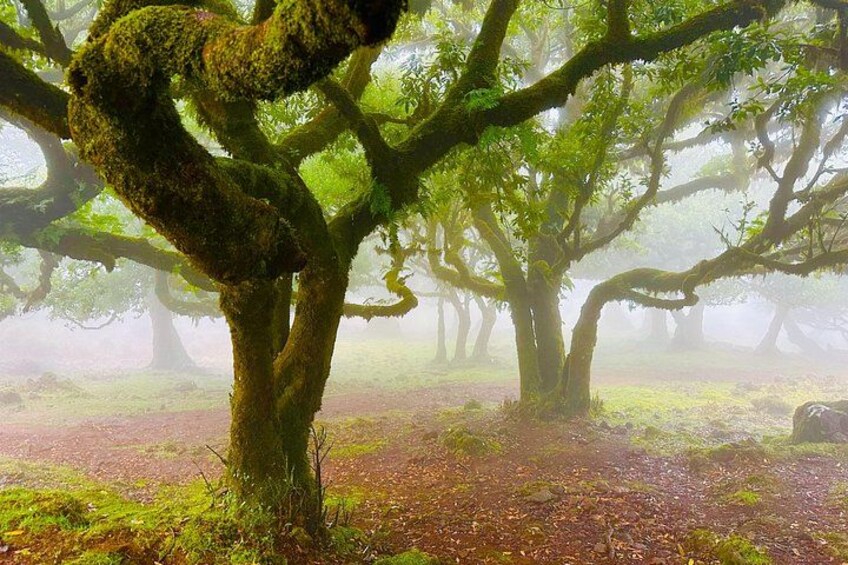 A forest with moss-covered trees and a foggy atmosphere. 4
