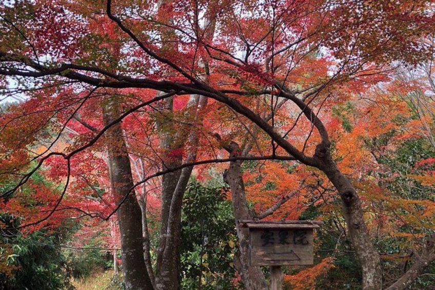 A forest with autumn foliage, a wooden structure, and a sign. 4