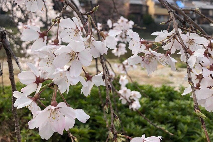 Cherry blossoms in full bloom with green foliage in the background. 3