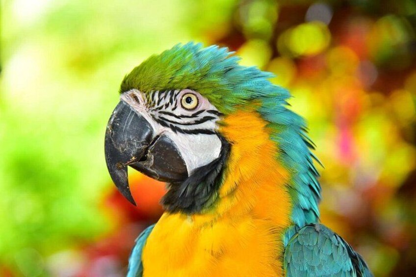 A parrot with green, yellow, and blue feathers, a black beak, and a striped pattern on its face. 5