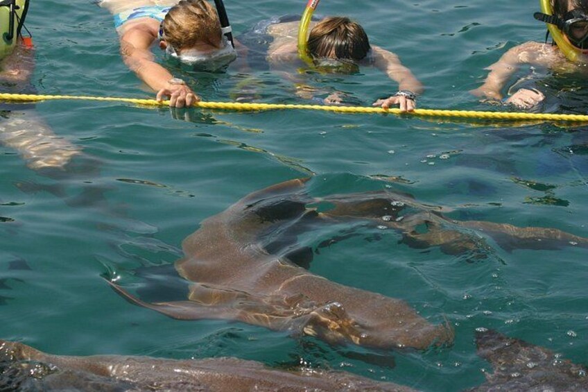 People snorkeling with sharks in clear water. 2