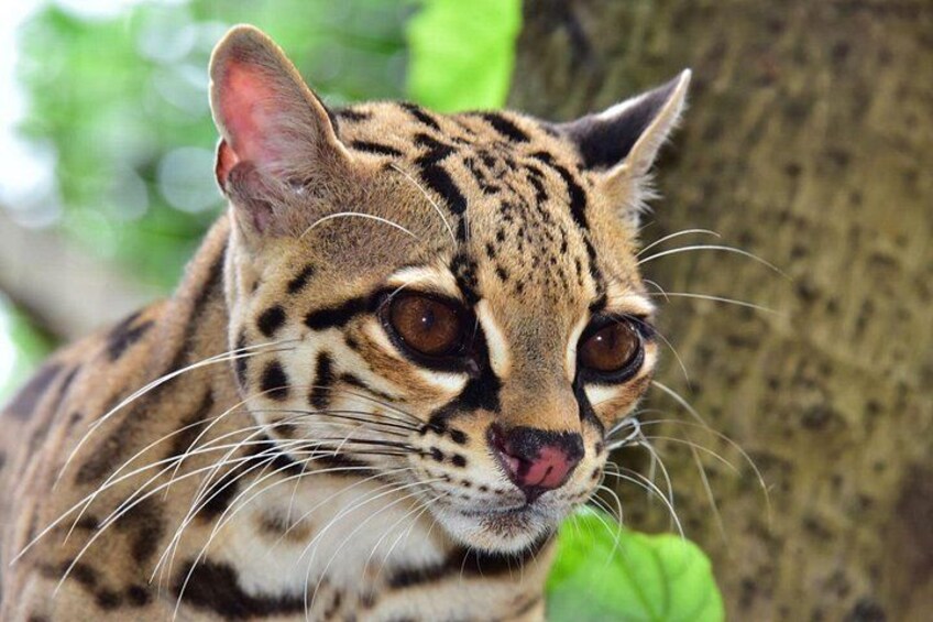 A close-up of a wild cat with distinctive spotted fur and large eyes. 4