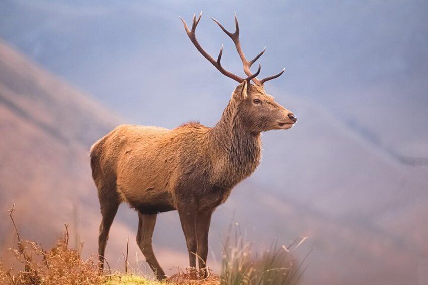 Un ciervo de grandes astas de pie en un paisaje natural. 5