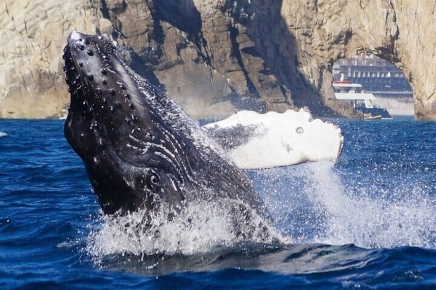 Une baleine surgissant de l’eau, avec un bateau en arrière-plan. 1