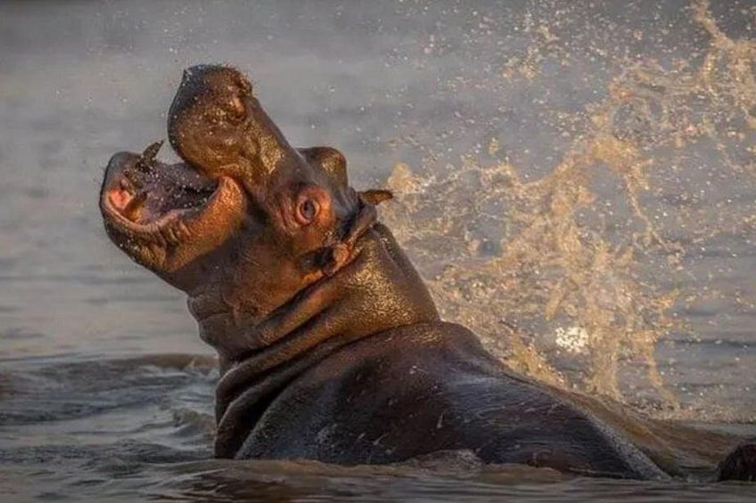 7 Days Safari - Isimangaliso, Hluhluwe & Drakensberg from Durban 3