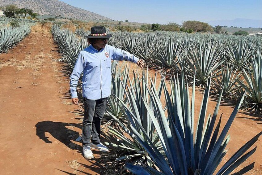 full day Tequila tour visiting artisanal distillery and downtown. 1