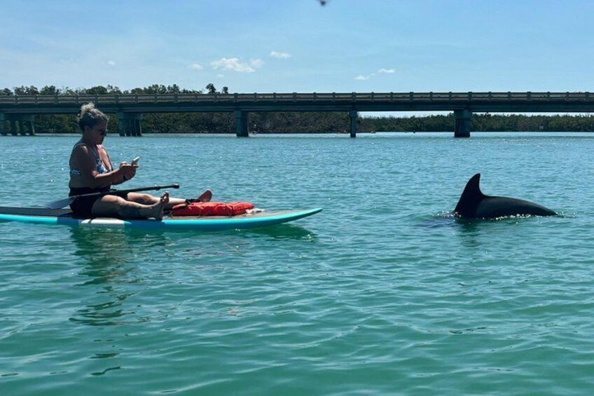 A person sitting on a paddleboard in calm water, a bridge in the background, and a dolphin nearby. 2