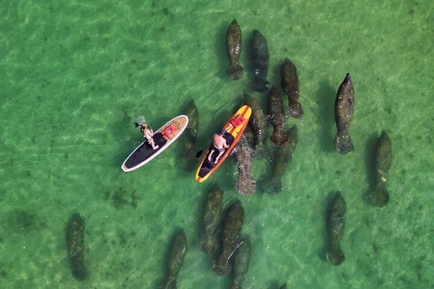 Two people on paddleboards in clear water with numerous fish around them. 1